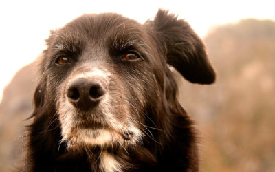 Caso 2 – Perro mayor al que traen a eutanasiar a la clínica