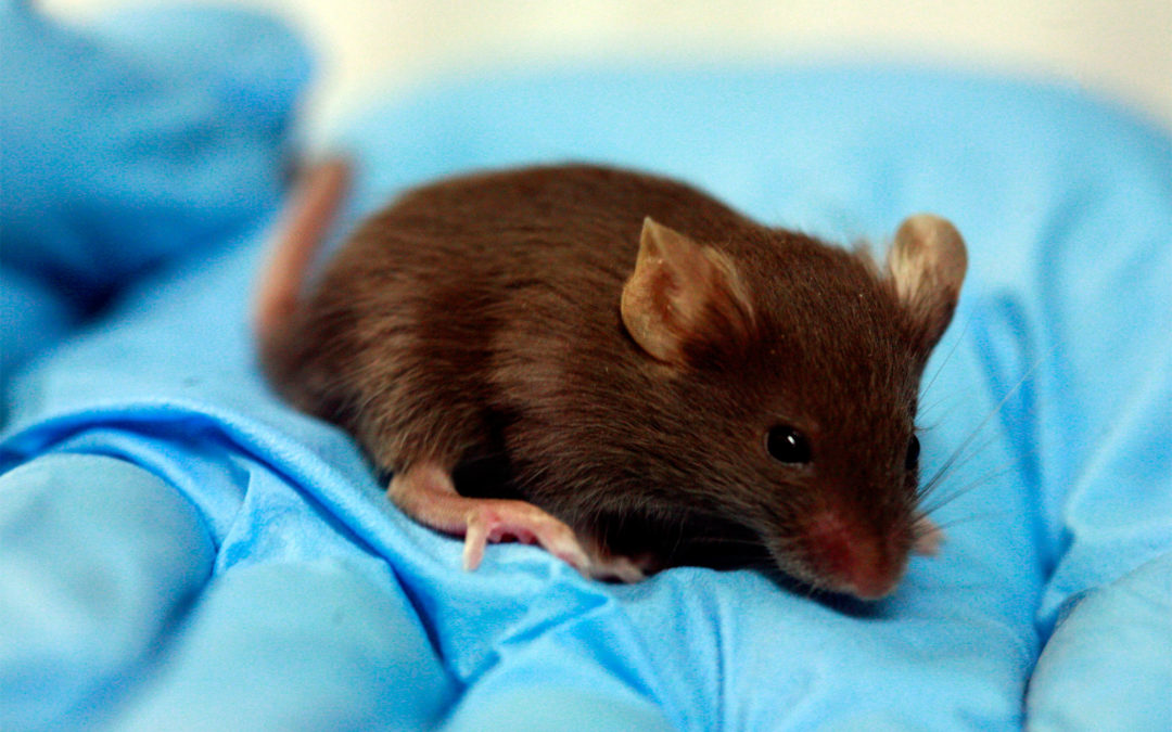 Consiguen ratones más longevos sin modificar su genoma