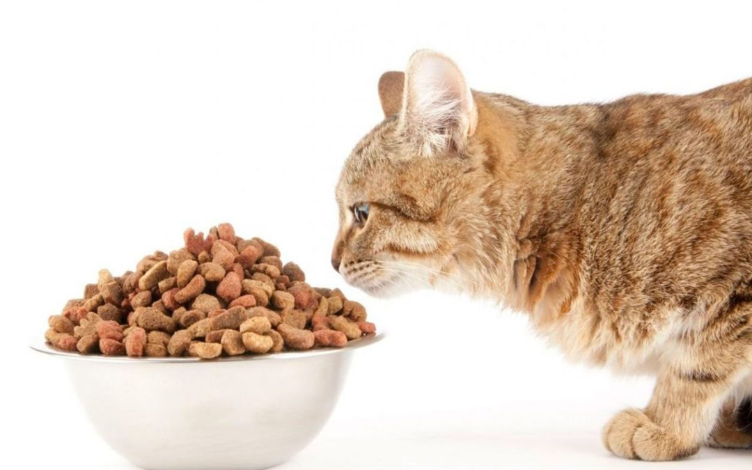 Estudian disminuir la alergia a los gatos añadiendo un compuesto en el pienso de las mascotas