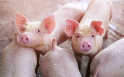 Desarrollan una vacuna contra la PPA que protege al 100% de los cerdos