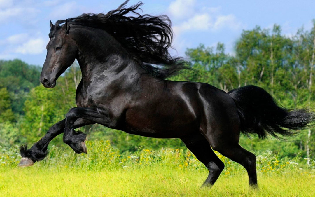 Mejoran la potencia y la longitud del paso en caballos utilizando corrientes electromagnéticas de radiofrecuencia