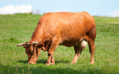 Tratamientos farmacológicos y resistencia a antimicrobianos en Enfermedad Respiratoria Bovina