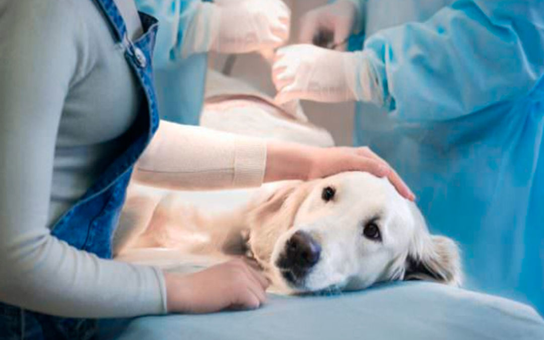 La American Veterinary Medical Association ha publicado la novena edición de sus Directrices para la Eutanasia de Animales