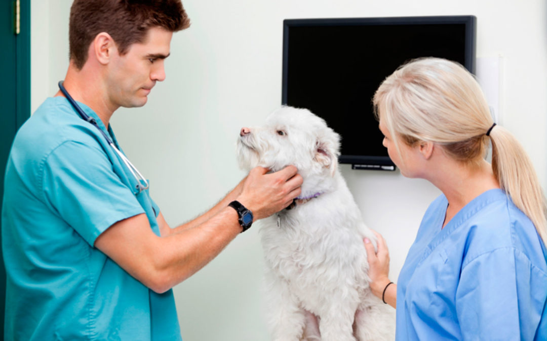 Avances significativos en oncología veterinaria: 60 años después
