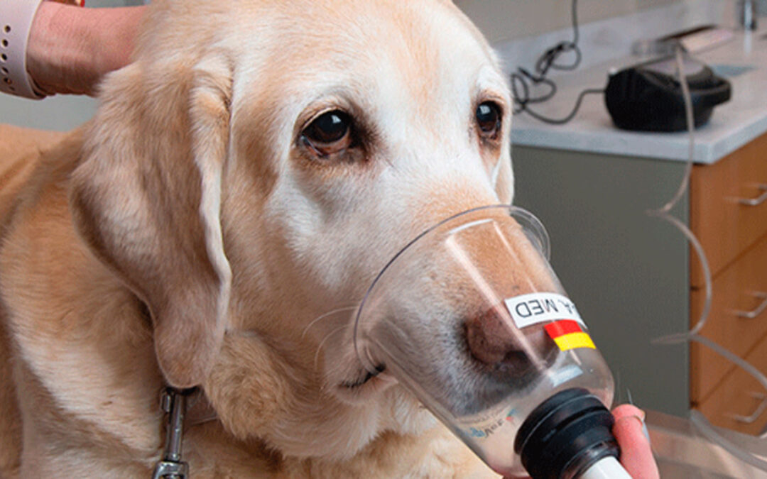 Evaluación y manejo de la tos crónica en perros