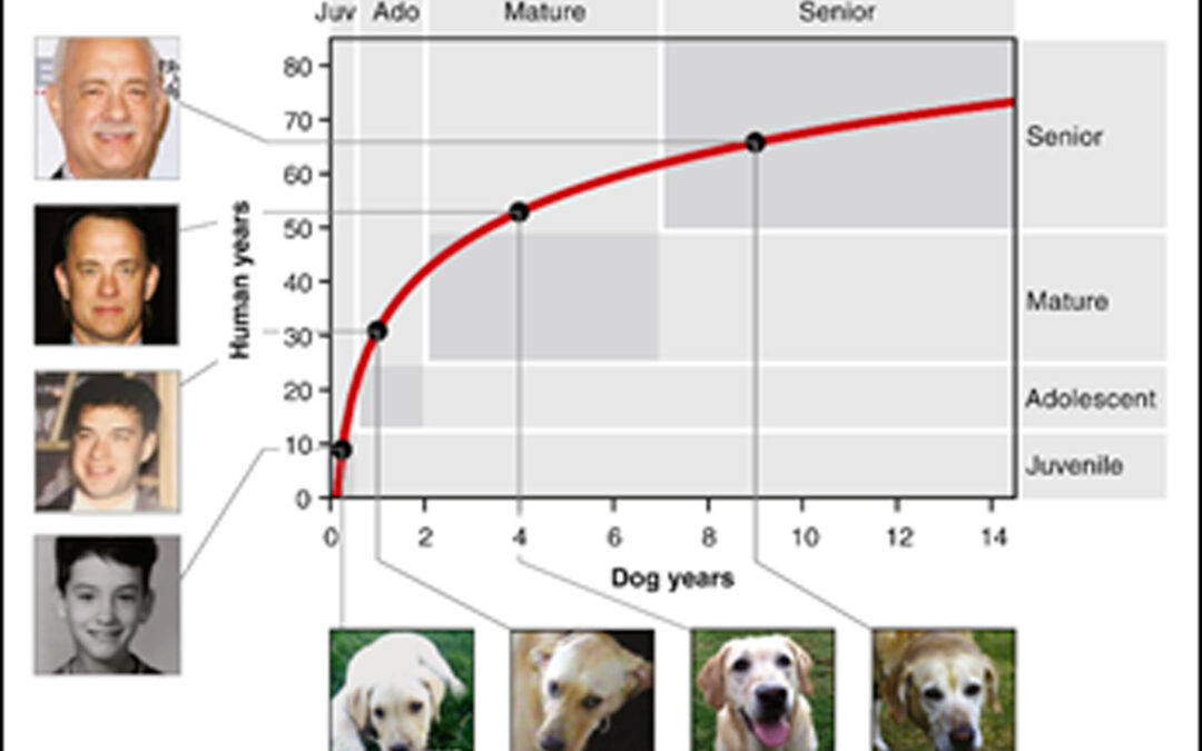 Nuevo método para comparar las edades de perros y humanos