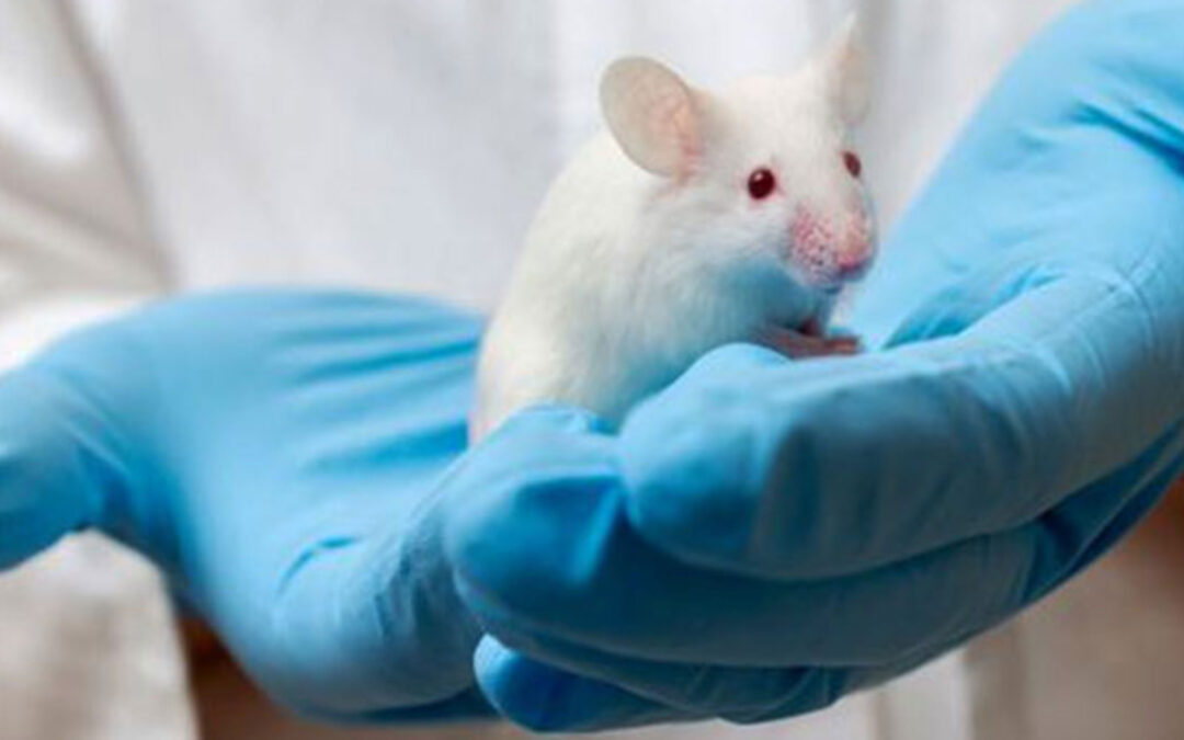 La Biomedicina avanza en Europa gracias a la investigación en animales